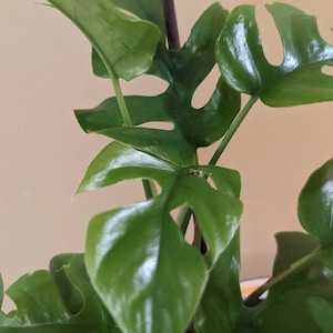 Monstera Minima - Etsy
