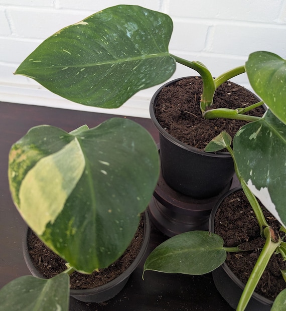 Philodendron 'White Princess'