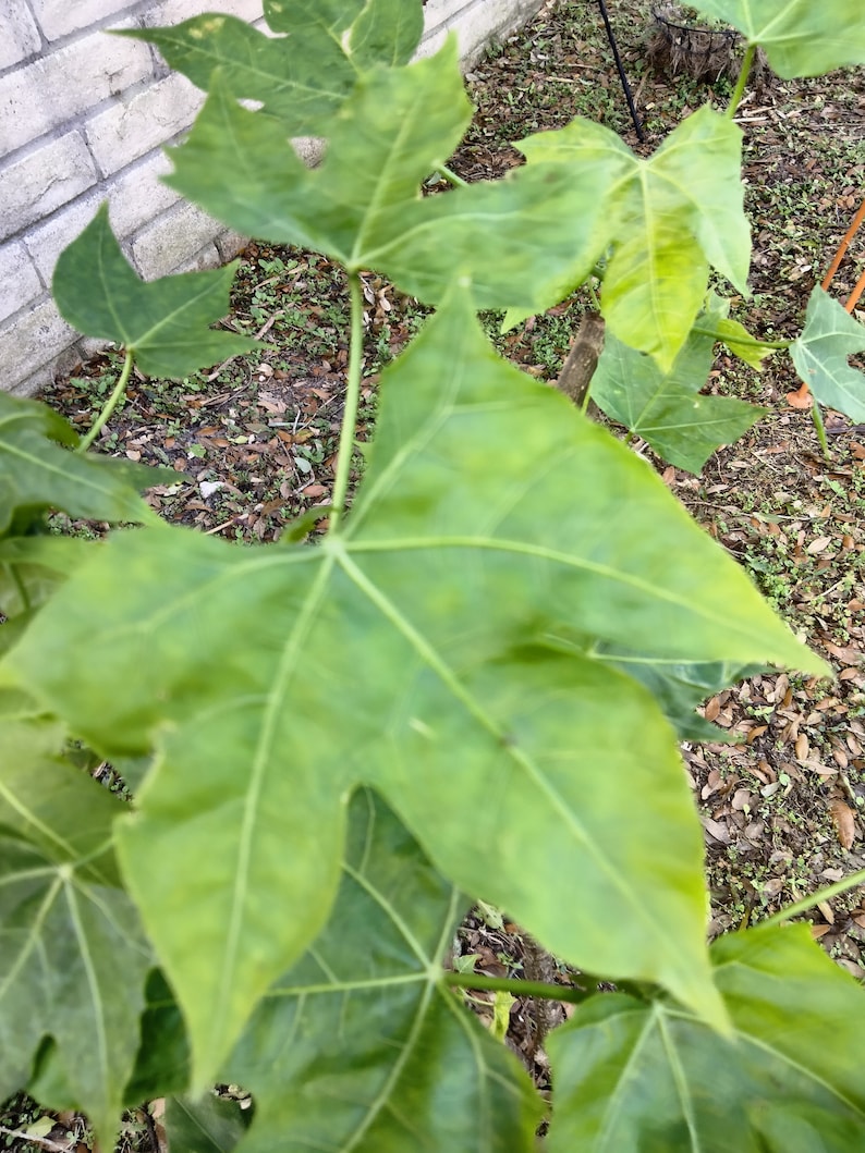 Chaya Cnidoscolus Aconitifolius Chaya, aka 'Mayan Tree Spinach' or 'Mexican Tree Spinach' Edible image 7