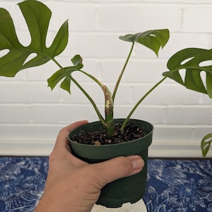 May include: A green potted plant with large, green leaves with holes in them. The plant is in a dark green plastic pot with a brown soil mixture.