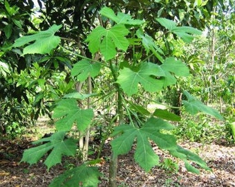 Chaya - Cnidoscolus Aconitifolius - Chaya, aka 'Mayan Tree Spinach' or 'Mexican Tree Spinach' (Edible)