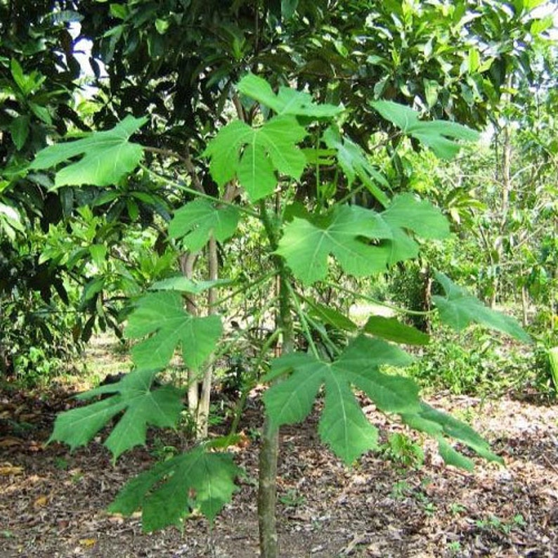 Chaya Cnidoscolus Aconitifolius Chaya, aka 'Mayan Tree Spinach' or 'Mexican Tree Spinach' Edible image 1