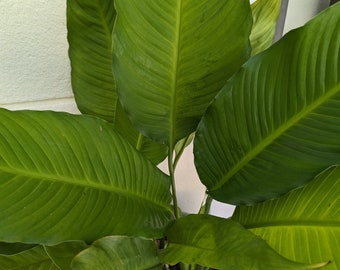 Peace Lily - Spathiphyllum - Large Mature Live Plant