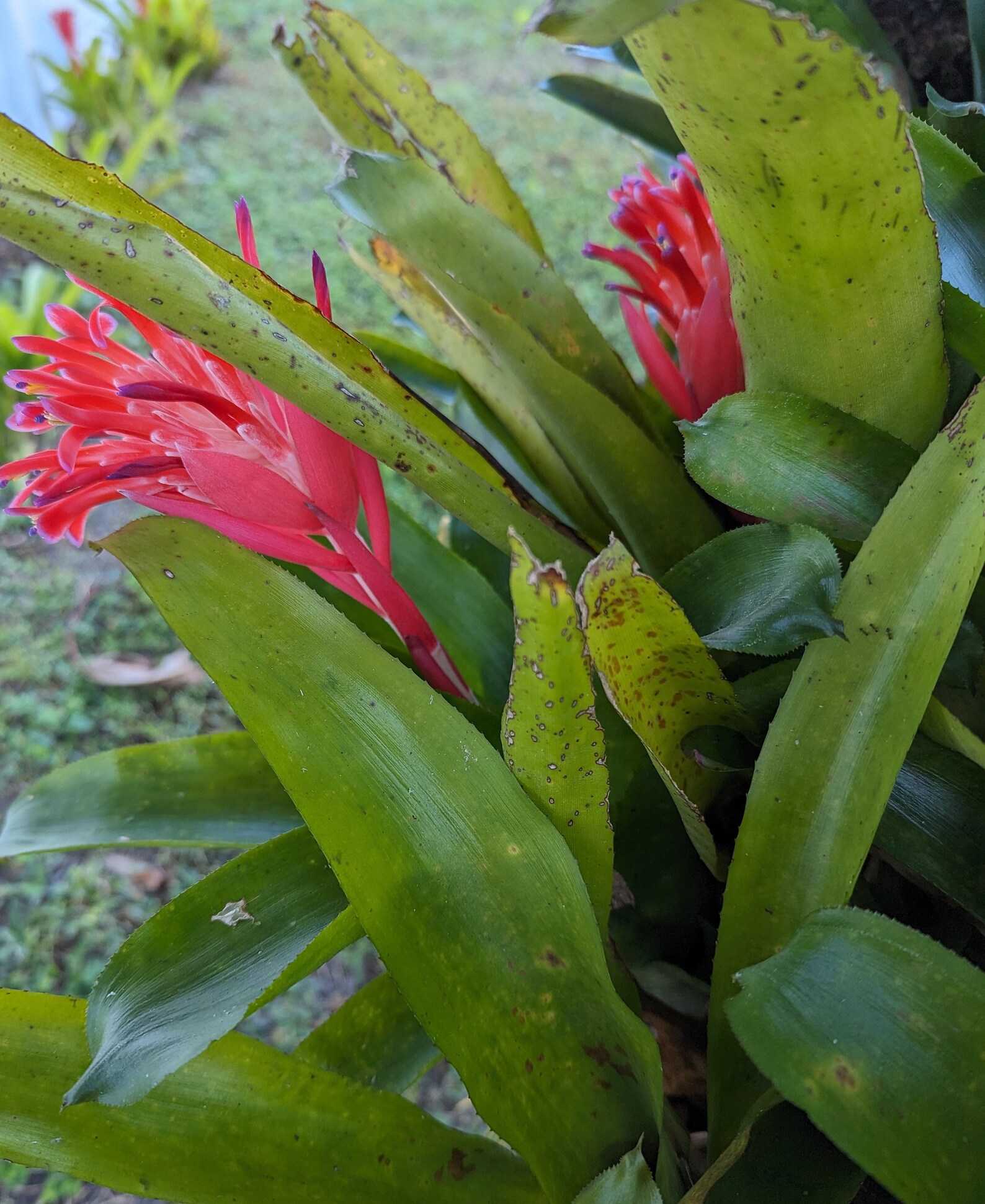 Bromeliad Flaming Torch Billbergia Pyramidalis Etsy