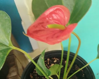 Anthurium - Flamingo Plant