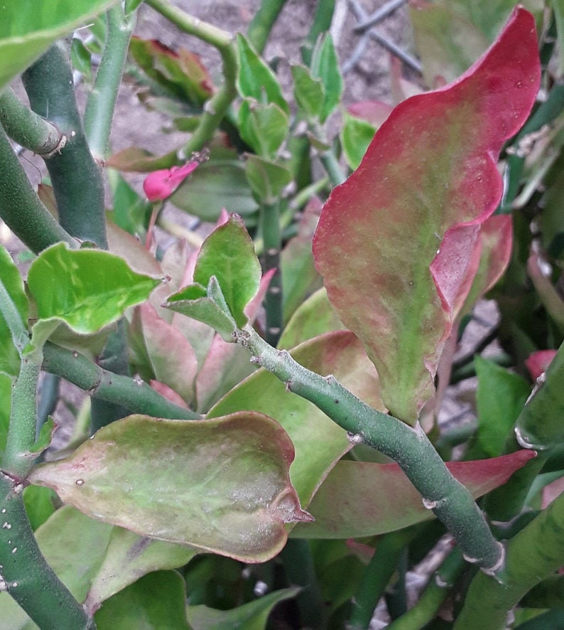 Devil's Backbone Plant Zig-Zag Plant Pedilanthus Tithymaloides image 7