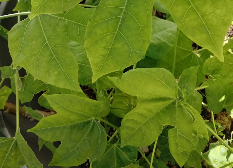 Chaya Cnidoscolus Aconitifolius Chaya, aka 'Mayan Tree Spinach' or 'Mexican Tree Spinach' Edible image 6