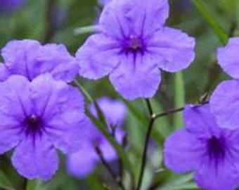 Mexican Petunia (Purple) - Ruellia Brittoniana Plant