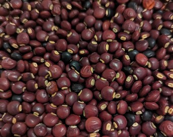 Northern Adapted Pigeon Peas (Gandules) - Truelove Seeds