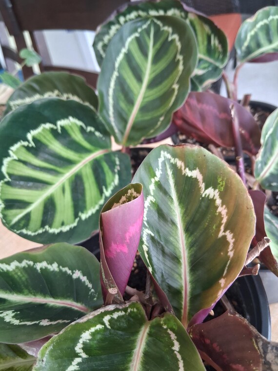 Calathea Roseopicta 'medallion' - Etsy