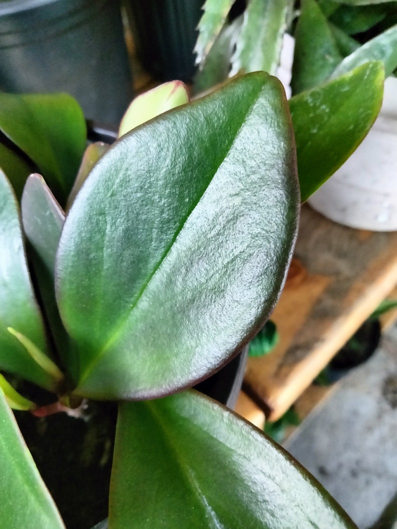 Peperomia Red Margin Clusiifolia Red Margin Red Edged Radiator Plant image 5