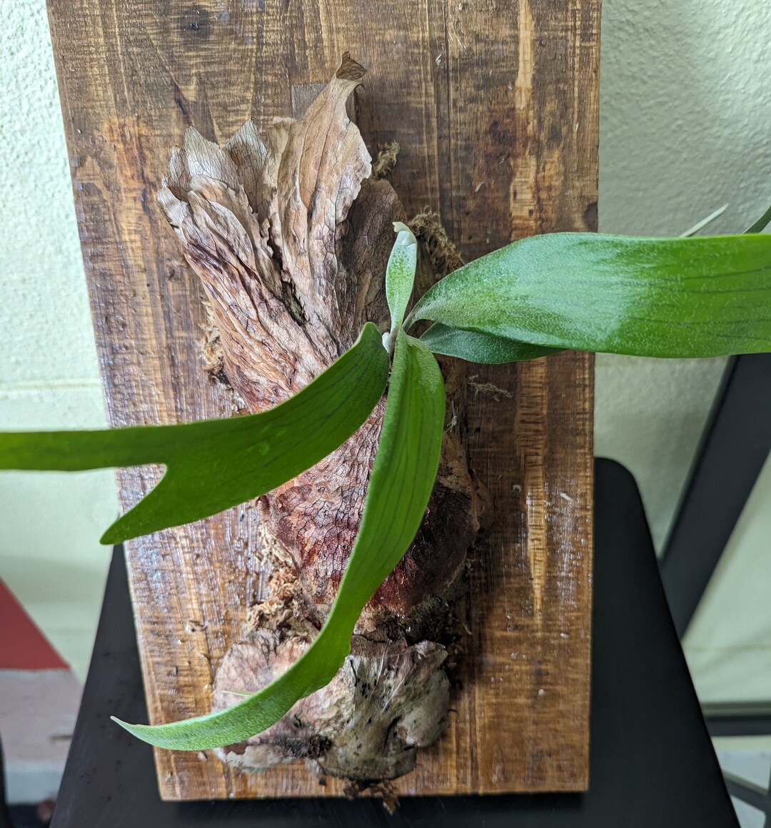 staghorn-fern-stag-head-fern-platycerium-bifurcatum-one-of-a-kind