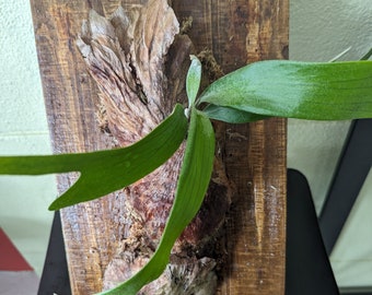 Staghorn Fern - Stag Head Fern (Platycerium Bifurcatum) - One of a Kind, Unique, Mounted Hanging Wood Board/Plaque