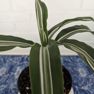 White Stripe Dracaena - Etsy