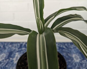 red dracaena varieties Dracaena Dragon Tree, Magenta Bush main image 1
