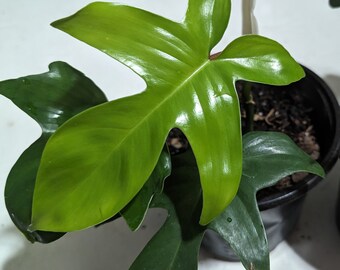 NilsaTropicalGarden - Etsy