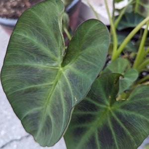 Elephant Ear 'Hawaiian Punch' Colocasia Esculenta Taro image 7