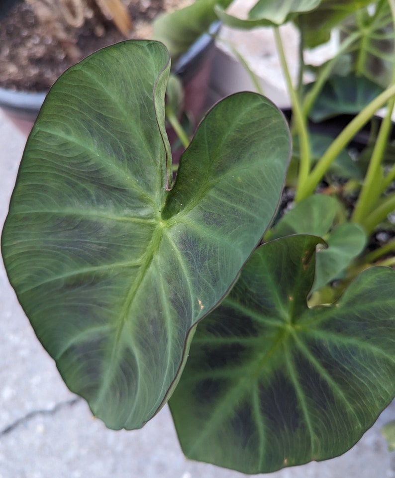 Elephant Ear 'Hawaiian Punch' Colocasia Esculenta Taro image 7