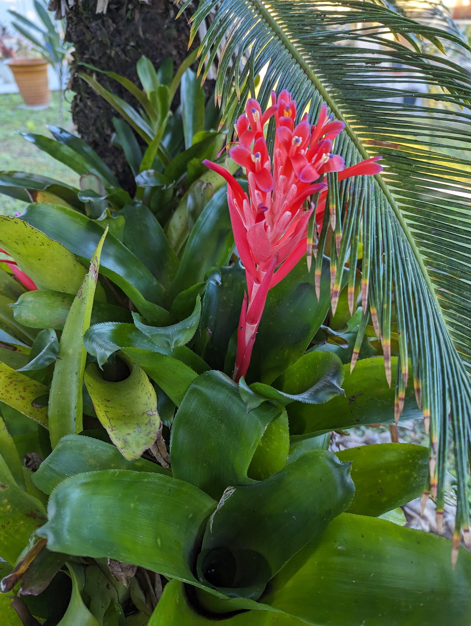 Bromeliad Flaming Torch Billbergia Pyramidalis Etsy