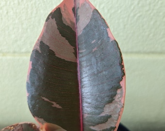 Ficus Elastica 'Ruby" - Variegated Rubber Tree