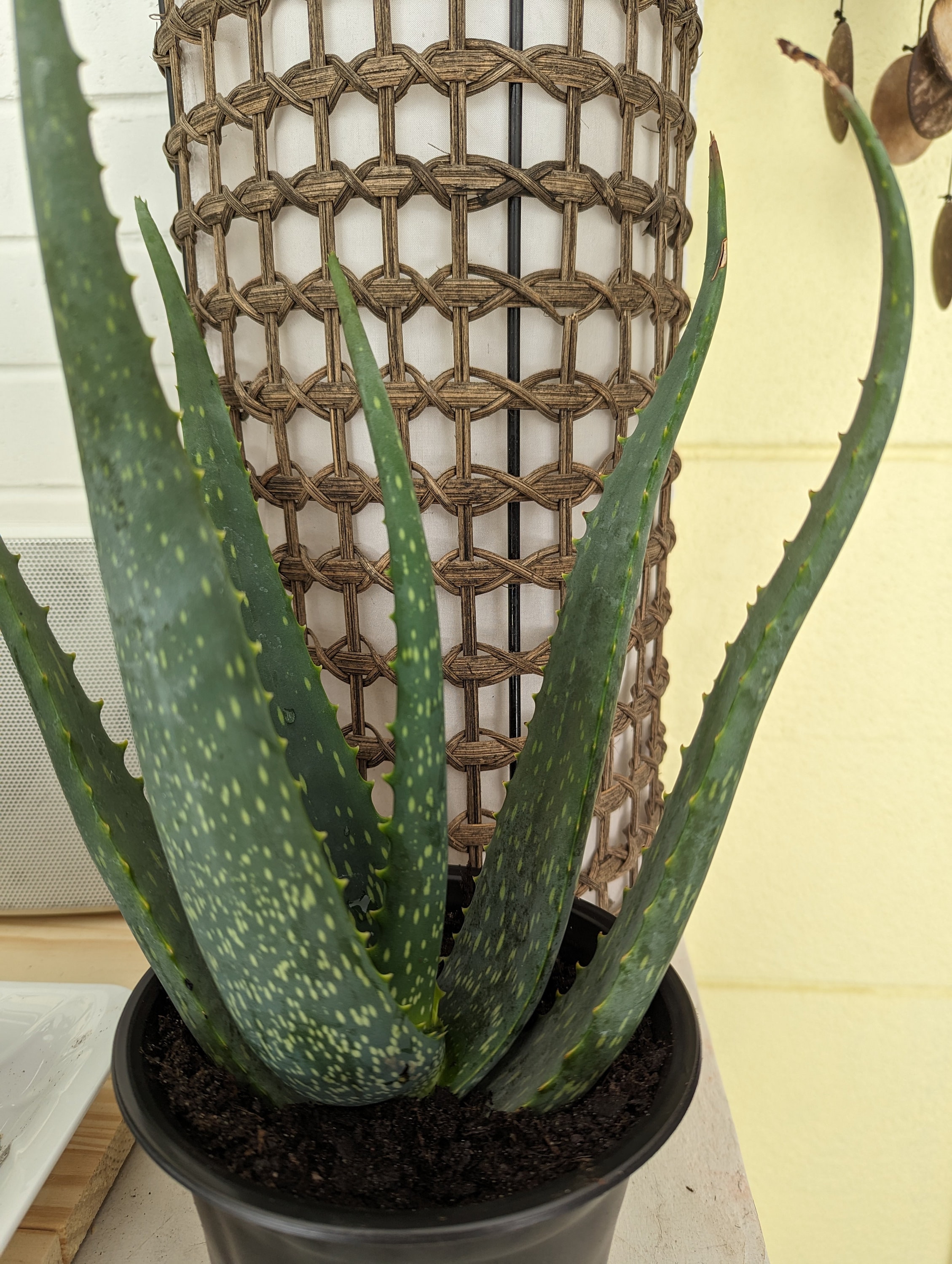 large hanging plant basket Mixed Hanging Basket – Ruby Flora Plant Shop main image 0