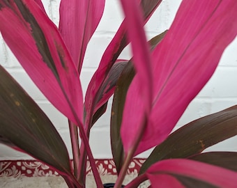 Cordyline Fruticosa - Hawaiian Ti "Red Sister" Plant