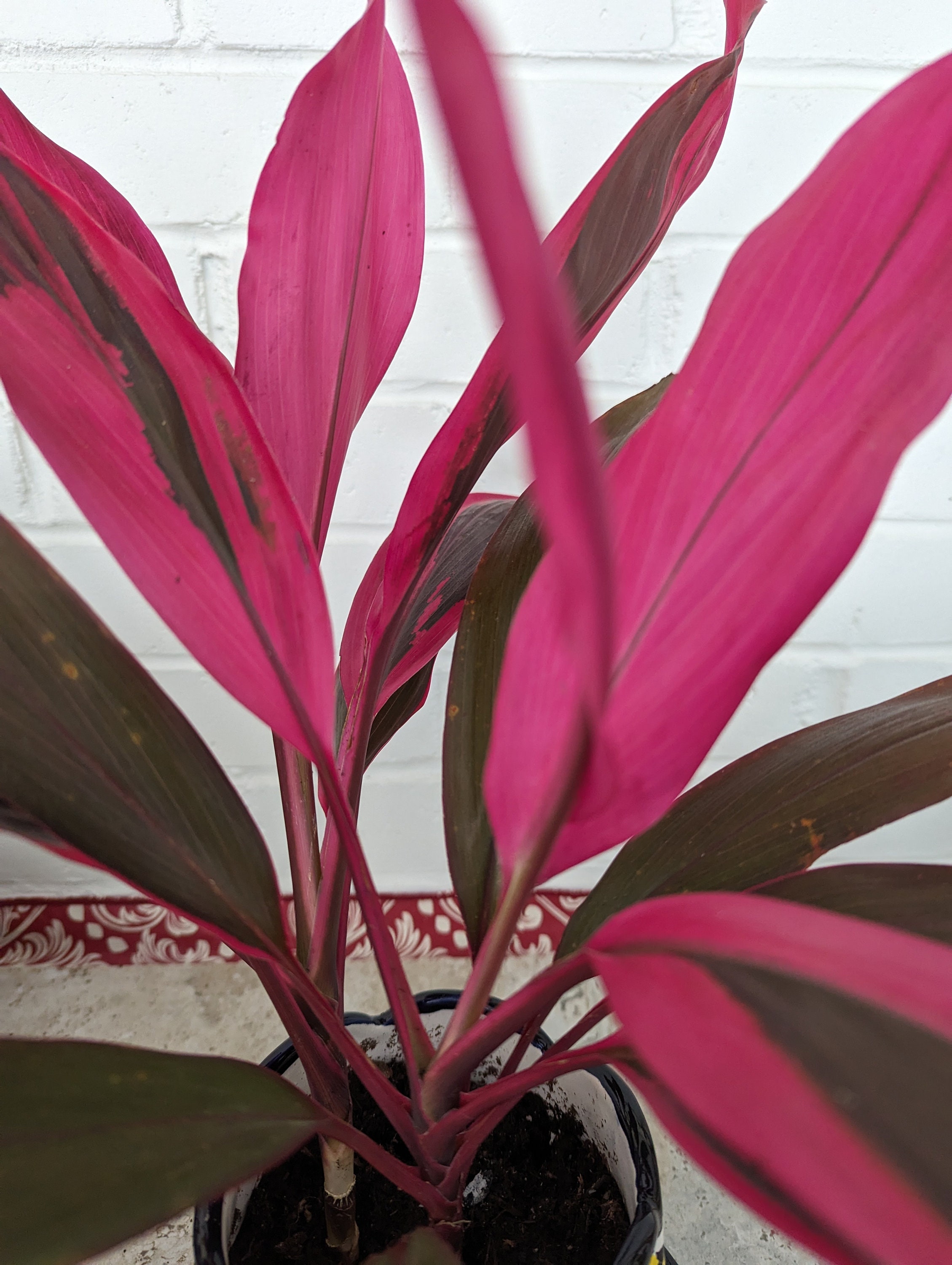 Cordyline Fruticosa - Hawaiian Ti "red Sister" Plant - Etsy