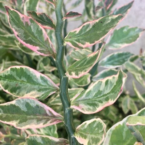 Devil's Backbone Plant Zig-Zag Plant Pedilanthus Tithymaloides image 2