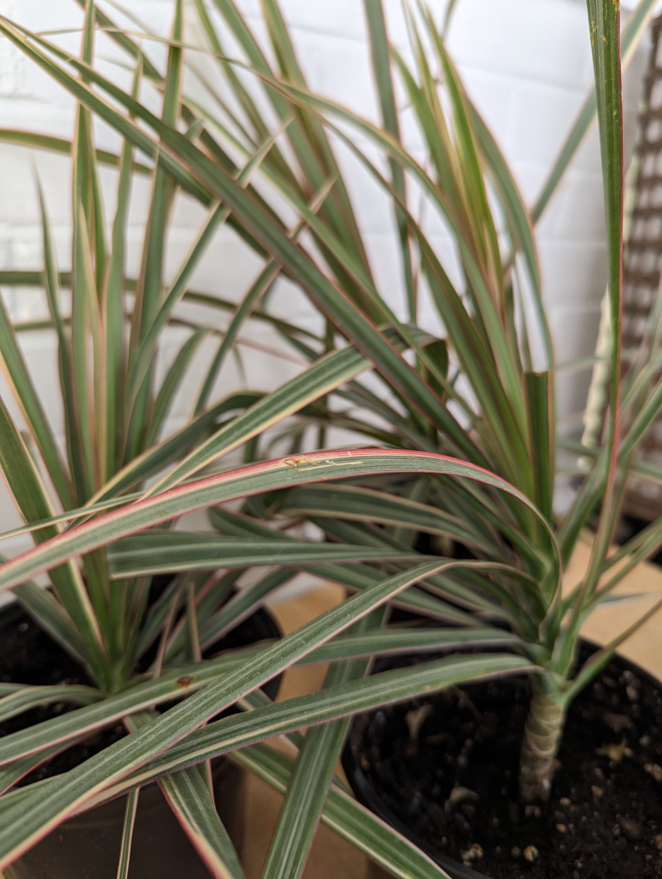 Madagascar Dragon Tree - Dracaena Marginata - Tricolor - Etsy