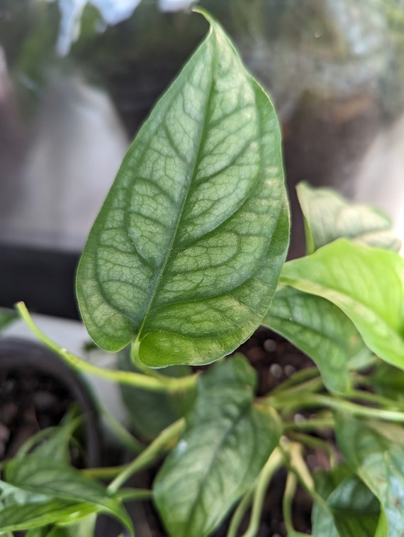 joepii philodendron Philodendron joepii – The Plant Lady SF main image 0