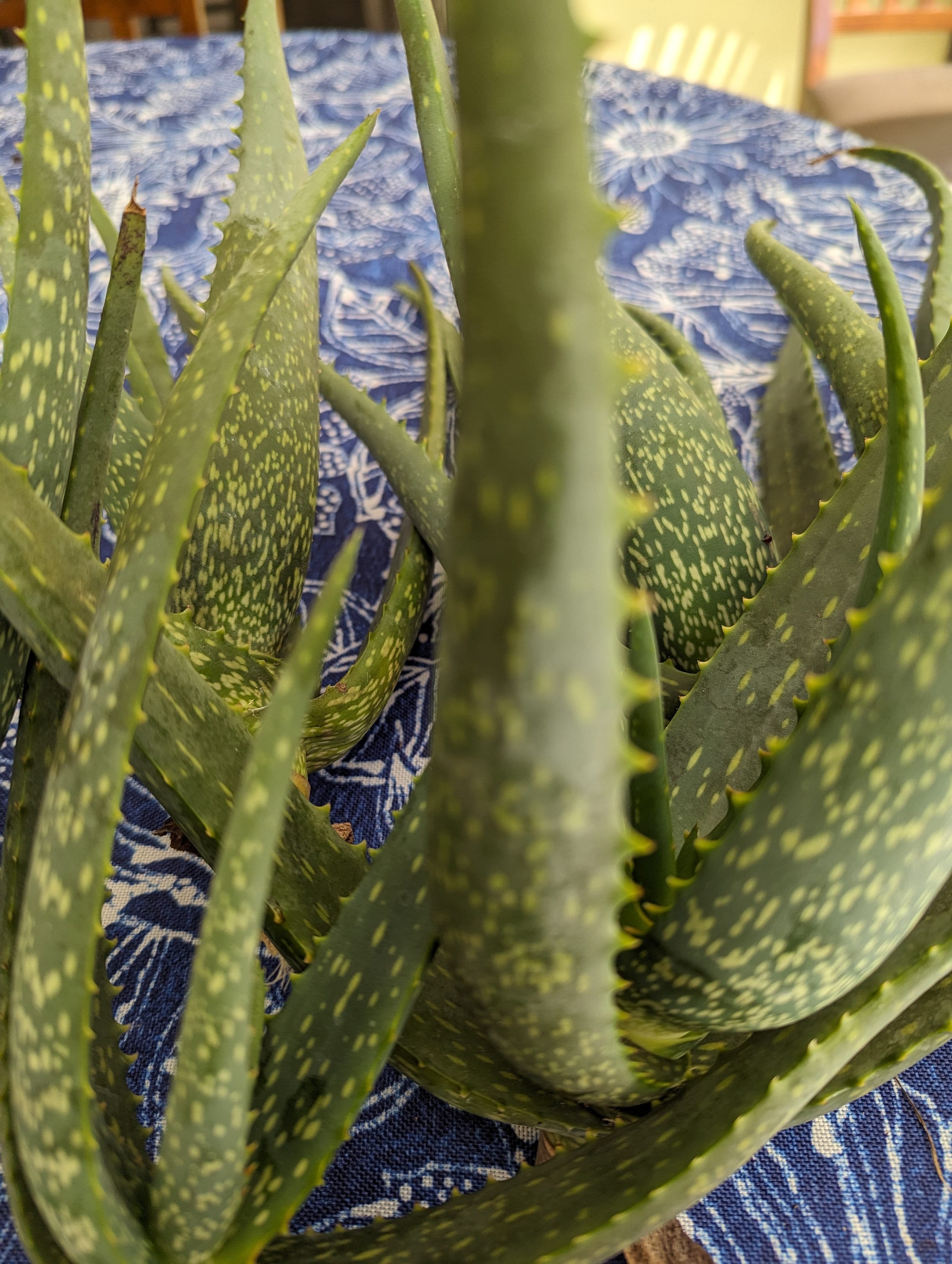 Aloe Vera Plant - Barbadensis Miller - Etsy