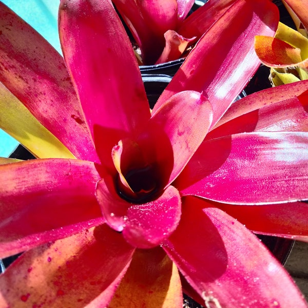 Bromeliad - Neoregelia 'Fireball' - Beautiful, Vibrant Red Live Plant