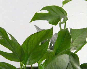 Pothos - Baltic Blue (Epipremnum Pinnatum)