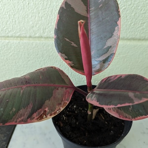 May include: A pink and green rubber plant with a new leaf growing in a black pot.