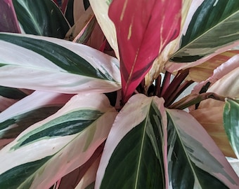 May include: A close-up of a houseplant with large, variegated leaves. The leaves are a mix of green, white, and pink, with a prominent red leaf in the center.