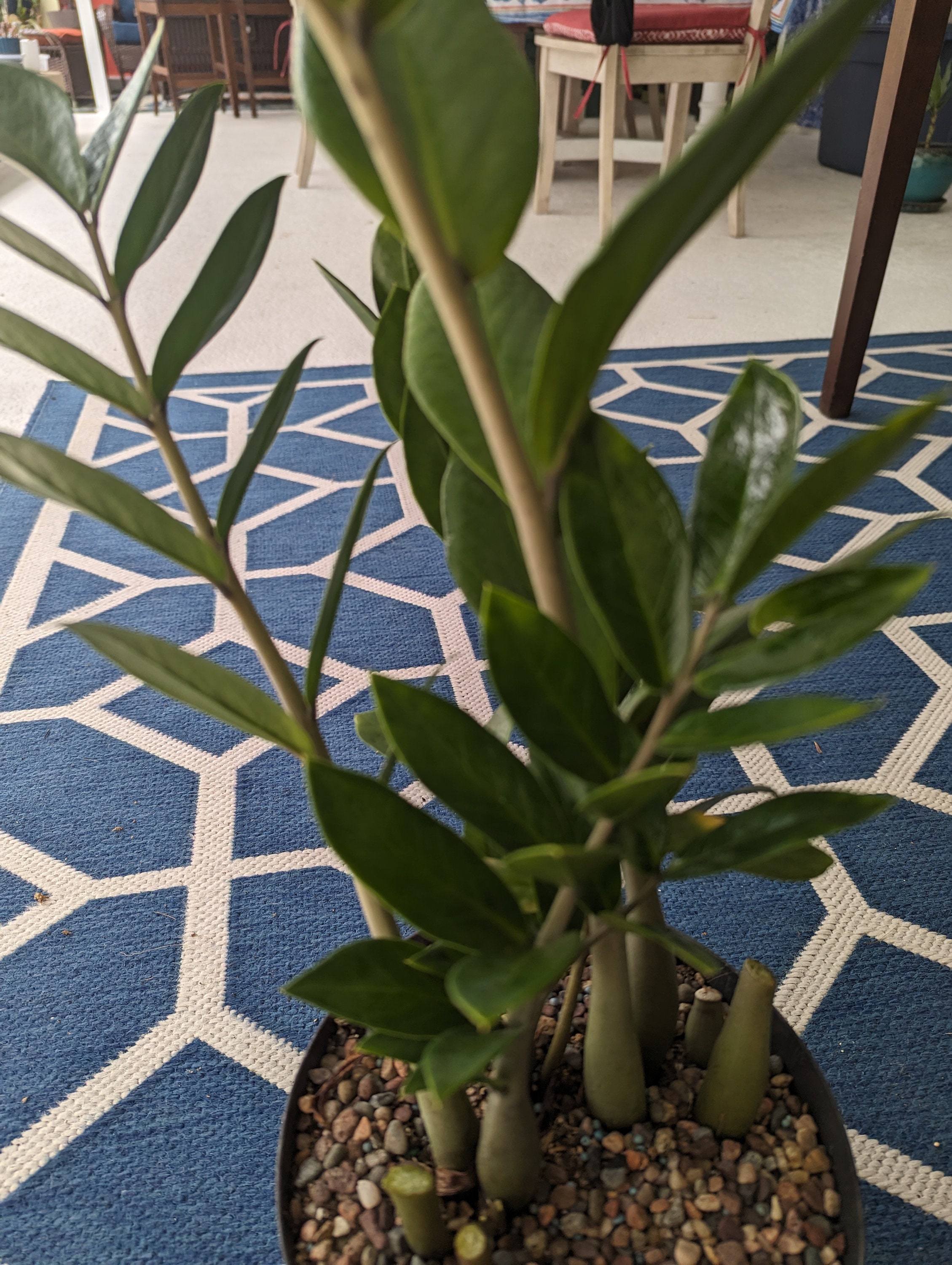 10 in snake plant Sansevieria 'Dakota' 10"