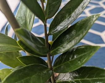 ZZ Plant - Zamioculcas Zamiifolia - Large (approx. 18" tall)