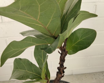 Fiddle Leaf Fig Tree - Ficus Lyrata - Moraceae