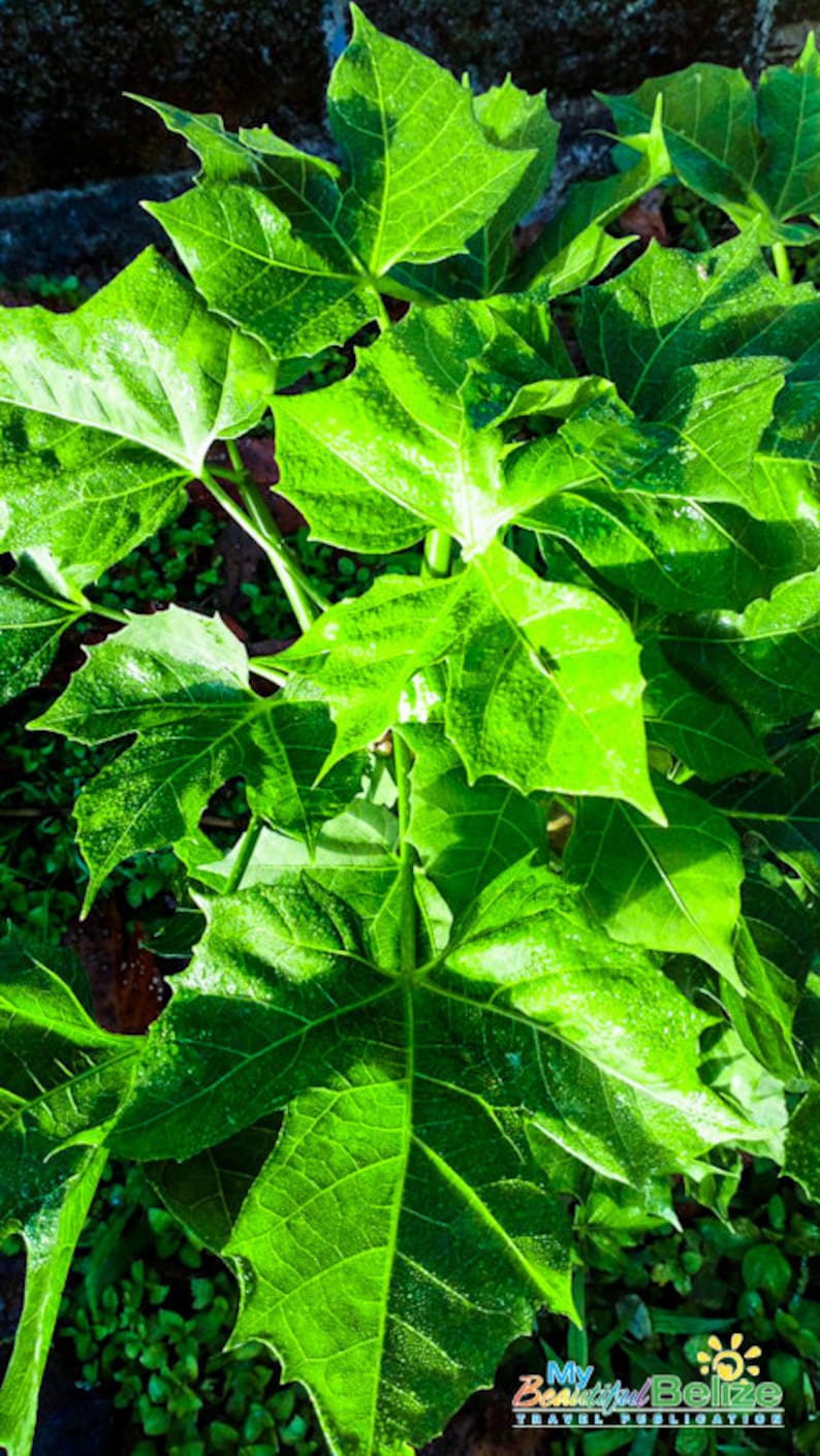 Chaya Cnidoscolus Aconitifolius Chaya, aka 'Mayan Tree Spinach' or 'Mexican Tree Spinach' Edible image 3