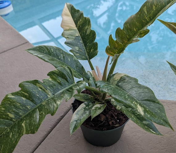 plante anisette Maltese Anise Seeds