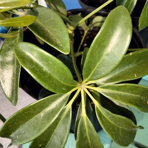 Schefflera (Arbre Parapluie) - Duo De Plantes En Pot 12 Cm, Feuillage Vert Et Blanc, 40-45 Cm