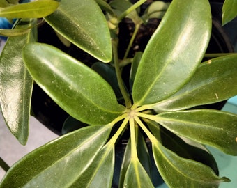 Schefflera Actinophylla - Umbrella Tree