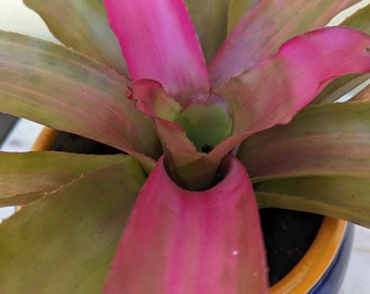 Bromeliad - Neoregelia 'Donna' (Pink/Green)