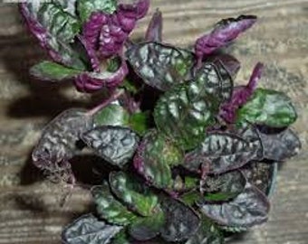 Purple Waffle Plant - Hemigraphis Alternata - Red Ivy