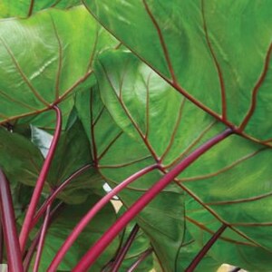 Elephant Ear 'Hawaiian Punch' Colocasia Esculenta Taro image 2