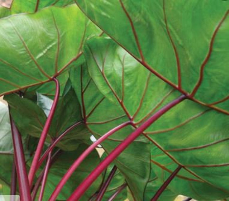 Elephant Ear 'Hawaiian Punch' Colocasia Esculenta Taro image 2