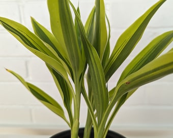 Dracaena Gold Dust - Surculosa - Spotted Dracaena - Florida Beauty - Etsy