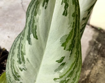 May include: A close-up of a large, green and white variegated leaf with a prominent central vein. The leaf has a smooth, glossy texture and is shaped like a teardrop.