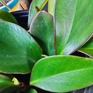 Peperomia Red Margin Clusiifolia Red Margin Red Edged Radiator Plant image 1