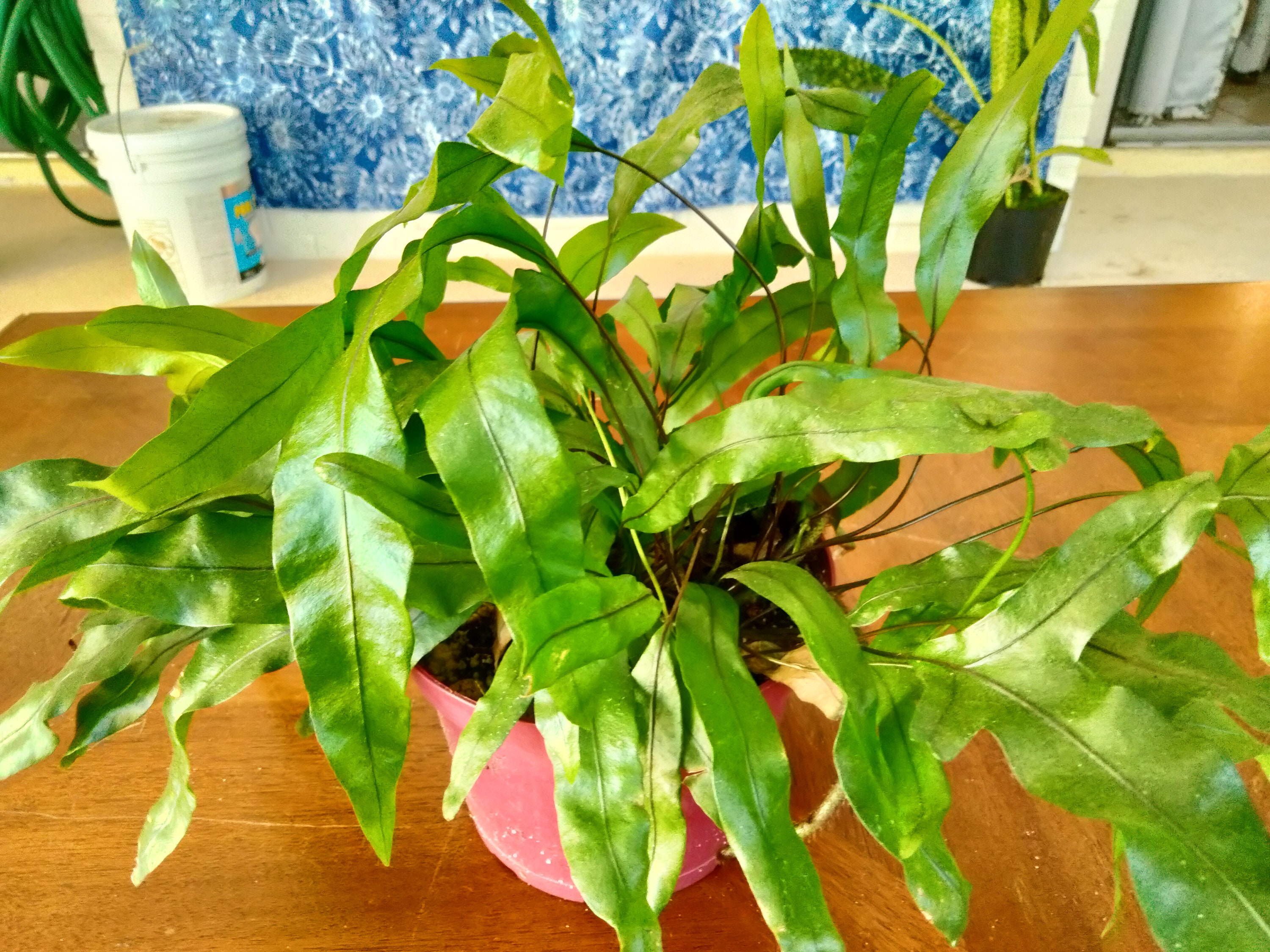 【BB】P.diversifolium Kraken (pup) 23/12/1 Microsorum diversifolium 'Kangaroo Paw' | Leaf & Clay®